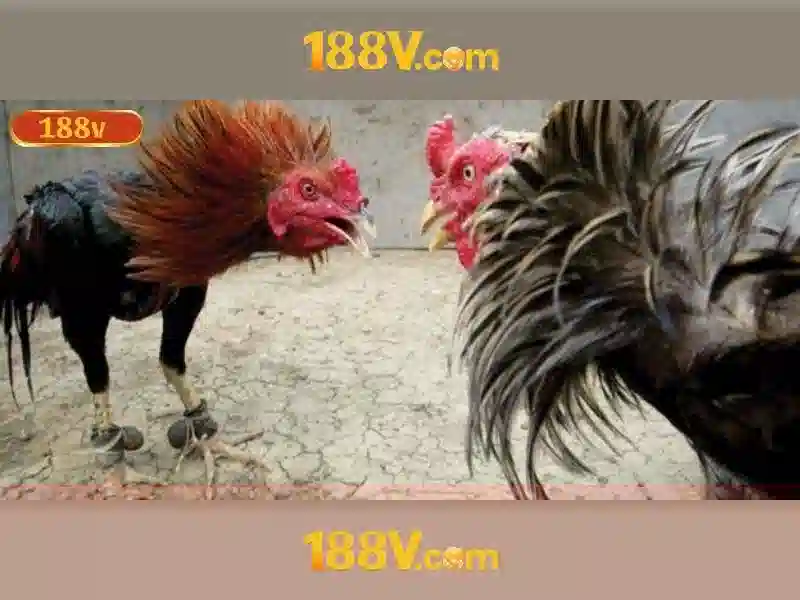 188V: hành trình giữa điện áp và ký ức Giao diện nhà cái hoàn hảo