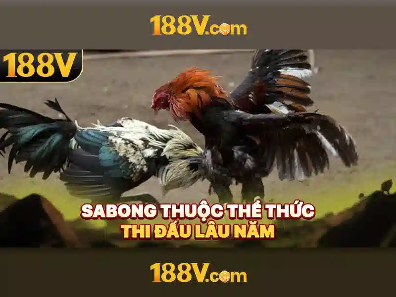 Giao diện nhà cái hoàn hảo