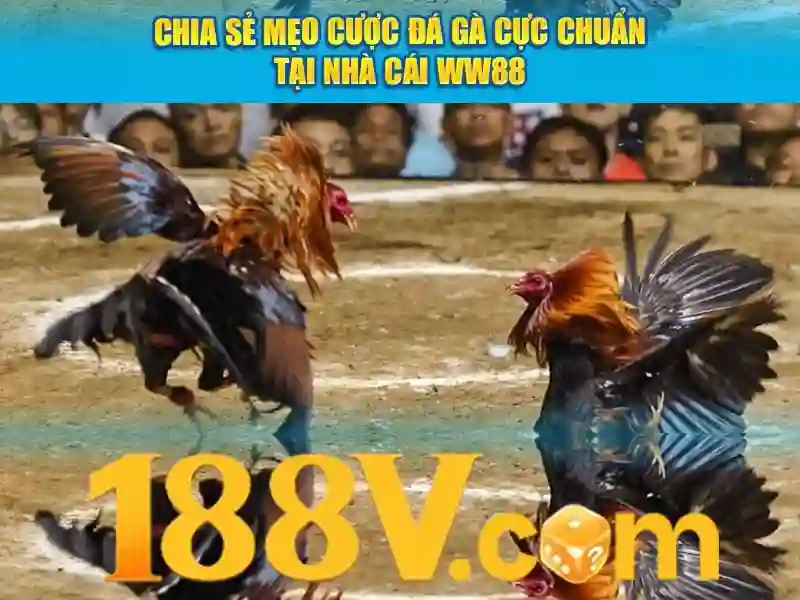 Giao diện nhà cái hoàn hảo